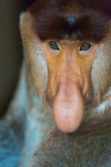 PROBOSCIS MONKEY  (Nasalis larvatus)