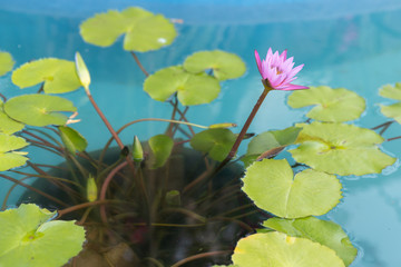 pink lotus flower in the blue pool.