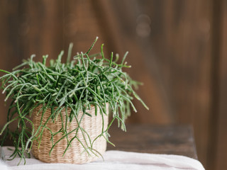 Home plant decor. Design concept. Flowerpot with houseplant. Copy space defocused background.