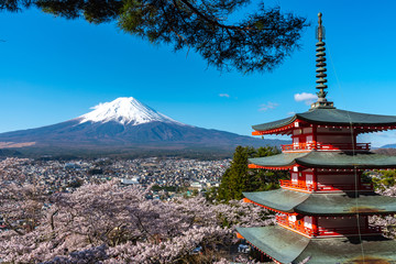 Mount Fuji viewed from behind Chureito Pagoda in full bloom cherry blossoms springtime sunny day in clear blue sky natural background. Arakurayama Sengen Park, Fujiyoshida, Yamanashi Prefecture, Japan
