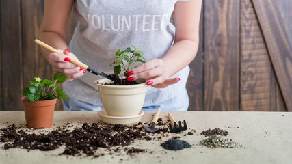 Vegetative plant reproduction. Think green concept. Volunteer engaged in propagation producing new plant.
