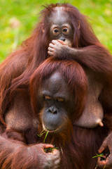 BORNEAN ORANGUTAN (Pongo pygmaeus)
