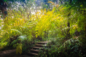 Evergreen fern forest in between the trekking trail. Peaceful rainforest with dense green fern trees background.