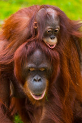BORNEAN ORANGUTAN (Pongo pygmaeus) © JUAN CARLOS MUNOZ