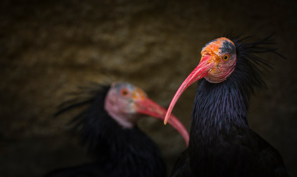 Northern Bald Ibis, Hermit Ibis, or Waldrapp (Geronticus eremita)