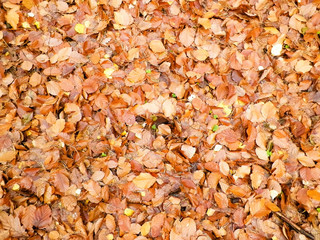 Golden autumnal leaves as nature background.