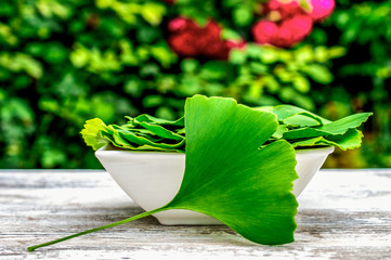 Collected fresh green healing leaves of the Ginkgo biloba tree in a white ceramic bowl of pale Wooden table  