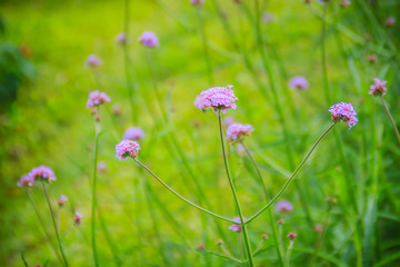 Beautiful purple flower of Verbena bonariensis, also know as purpletop vervain, clustertop vervain, Argentinian vervain, tall verbena or pretty verbena. Selective focus