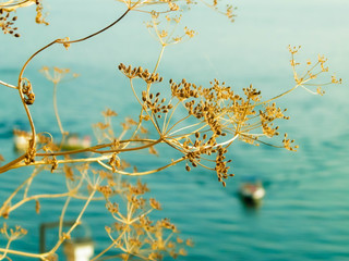 Close up of dried plant and beautiful water of Ochrid Lake, Macedonia.