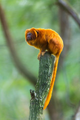 GOLDEN LION TAMARIN(Leontopithecus rosalia)
