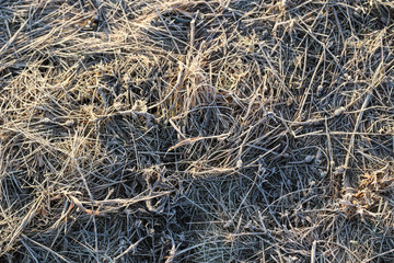 Fototapeta na wymiar It's on the grass. Late winter Yellow grass Sunrise. Morning.