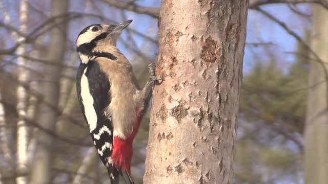 Great spotted woodpecker on the tree.