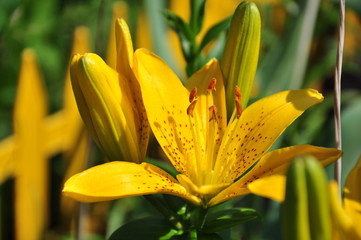 yellow lily