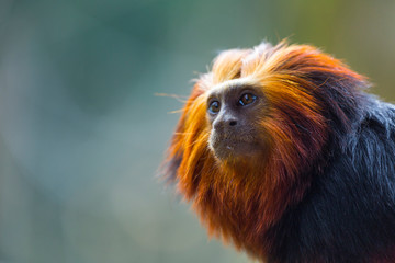 Golden-headed lion tamarin (Leontopithecus chrysomelas)