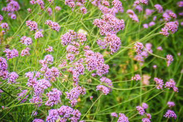 Beautiful purple flower of Verbena bonariensis, also know as purpletop vervain, clustertop vervain, Argentinian vervain, tall verbena or pretty verbena. Selective focus