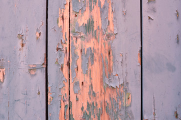 Weathered wood light blue and green. Cracked paint on a wooden wall. Grunge background.