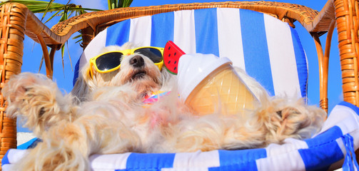 funny dog with sunglasses