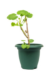 Young flower in the green pot