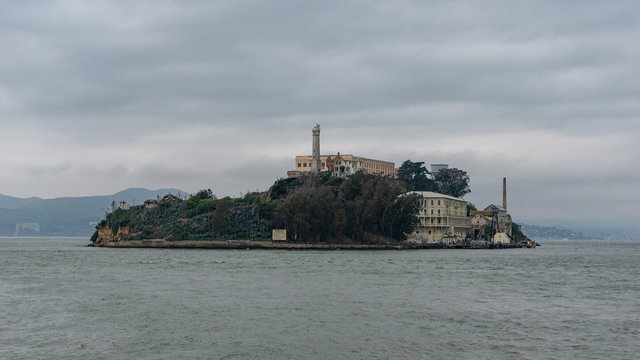 alcatras