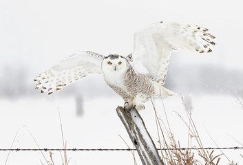 A female Snowy owl (Bubo scandiacus) on post hunting in winter in Ottawa, Canada