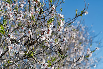 Israel wild almond flowers