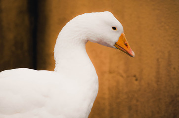  Spectacular portrait of a goose. Animal