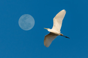 Great white egret flying by the full moon with blue sky on background