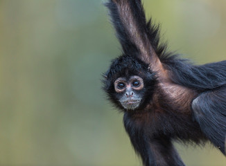 Black-headed spider monkey (Ateles fusciceps)
