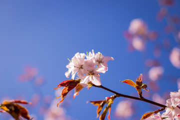 pink Sakura blossom branch under Sakura tree shade behind sunlight ray and blue sky in background.magnificent cherry blossom.Cherry flowers blooming. Beautiful pink blossom. Branch against the blue