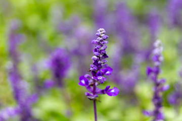 Obraz premium Lavanda