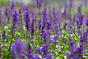 Obraz premium Lavanda