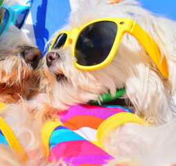 funny dog with sunglasses