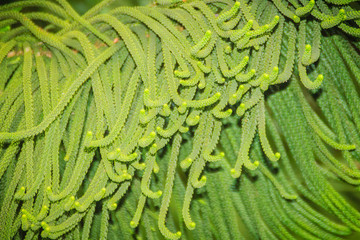 Norfolk Island pine (Araucaria heterophylla) green leaves background.  It's also known as star pine, triangle tree or living Christmas tree, due to its symmetrical shape as a sapling.