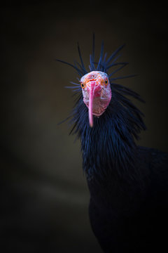 Northern Bald Ibis, Hermit Ibis, or Waldrapp (Geronticus eremita)