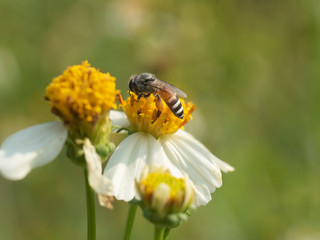 honey bee flying around flower to take weet for nest 