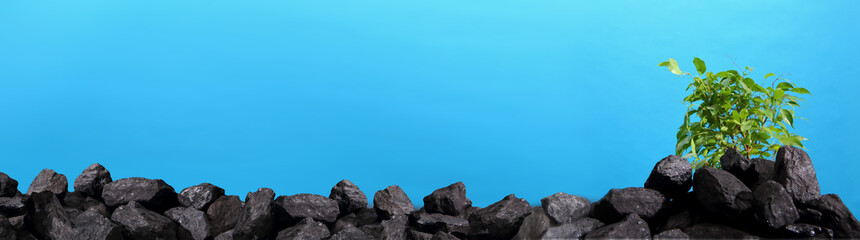 A heap of hard coal with a small deciduous tree in the background.