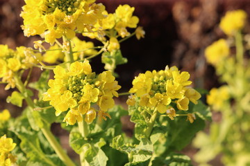 花　菜の花　茨城