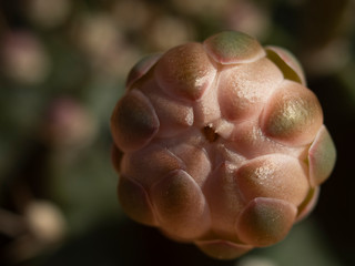 cactus flower fresh blooming in house pot 