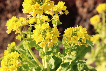 菜の花　春　茨城