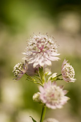 great masterwort astrantia major - beautiful white blooming flower