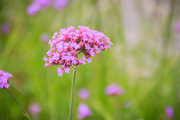 Beautiful purple flower of Verbena bonariensis, also know as purpletop vervain, clustertop vervain, Argentinian vervain, tall verbena or pretty verbena. Selective focus