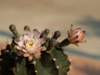 cactus flower fresh blooming in house pot 