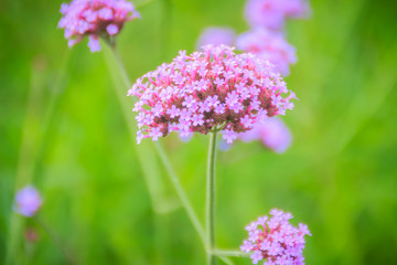 Beautiful purple flower of Verbena bonariensis, also know as purpletop vervain, clustertop vervain, Argentinian vervain, tall verbena or pretty verbena. Selective focus