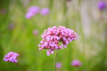 Beautiful purple flower of Verbena bonariensis, also know as purpletop vervain, clustertop vervain, Argentinian vervain, tall verbena or pretty verbena. Selective focus