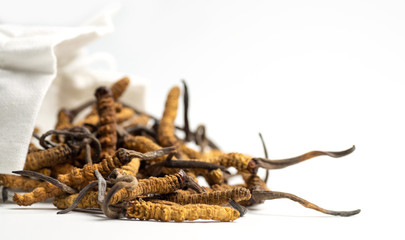 Closeup of Ophiocordyceps sinensis or mushroom cordyceps in white cloth bag on isolated background. Medicinal properties in the treatment of diseases. National organic medicine.
