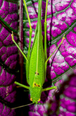 Katydid on large plant leaf