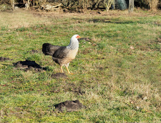 Kraienkopphenne im Garten