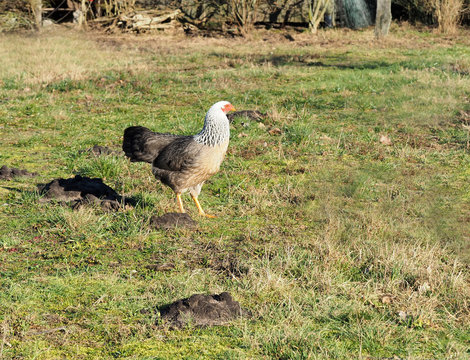 Kraienkopphenne im Garten