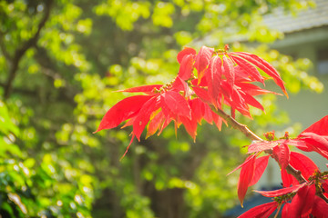 Beautiful red poinsettia flower (Euphorbia pulcherrima), also known as Christmas Star, a...