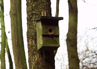 Nistkasten am Baum